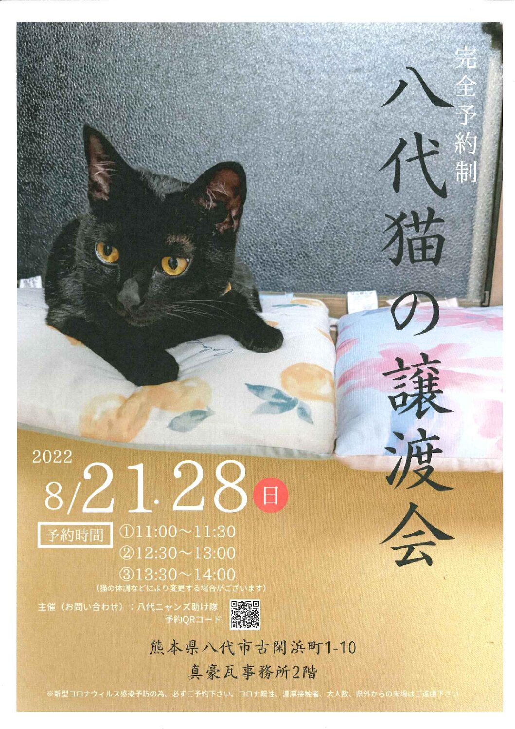 八代猫の譲渡会 8 21 28 株式会社来成 八代猫の譲渡会 8 21 28 株式会社来成